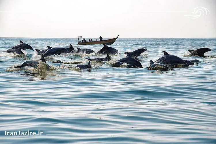 دلفینهای بازیگوش قشم