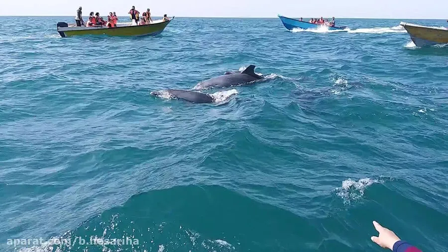 شنای دلفینهای هنگام