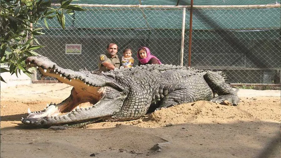 کروکودیل‌ها در پارک