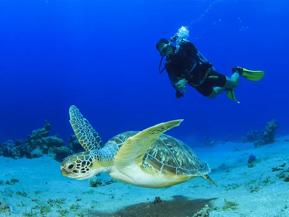 غواصی حرفه‌ای قشم