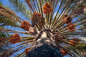 جشن نخل خرما قشم و حضور مردم در نخلستان