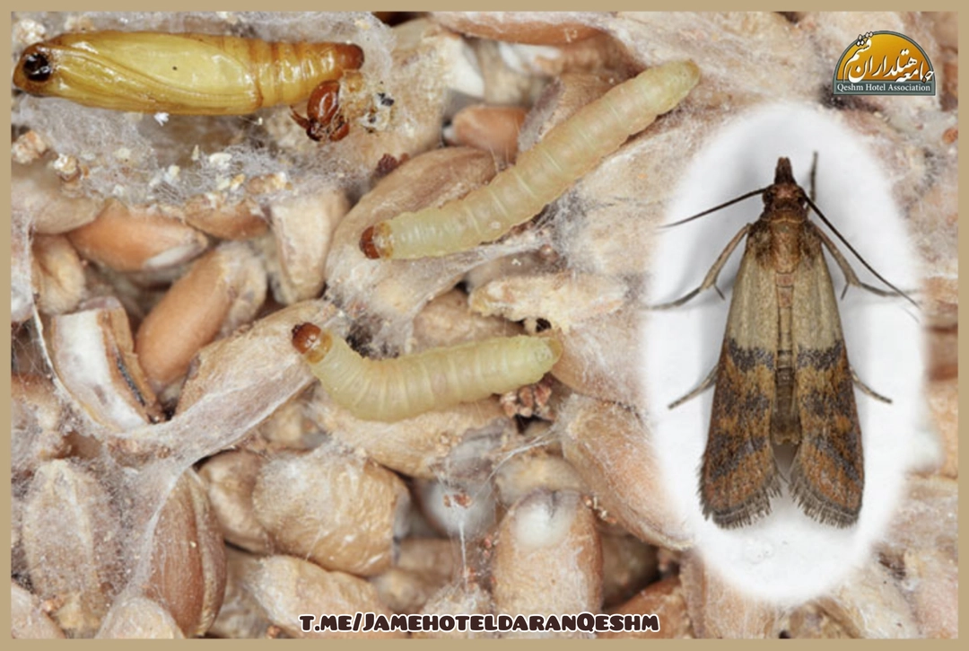 نکات و جنبههایی که نباید در هتل مشاهده شوند_جامعه هتلداران قشم_پروانه یا حشرات