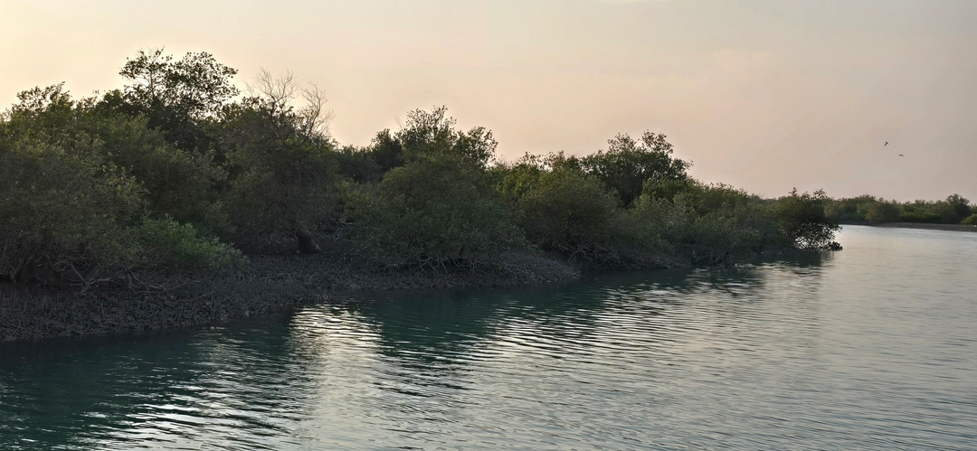 جنگل‌های حرا: گنجینه‌ای بکر در قلب جزیره قشم