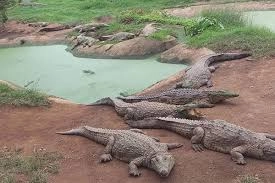 پارک کروکودیل قشم