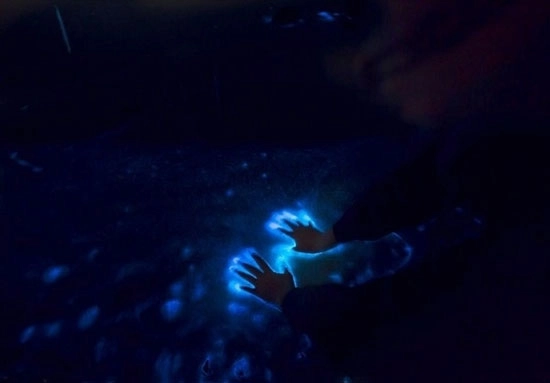 ابزار و تجهیزات ساده برای تور فیتوپلانگتون ها