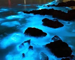 رعایت اخلاق محیط زیست در تور فیتوپلانگتون ها