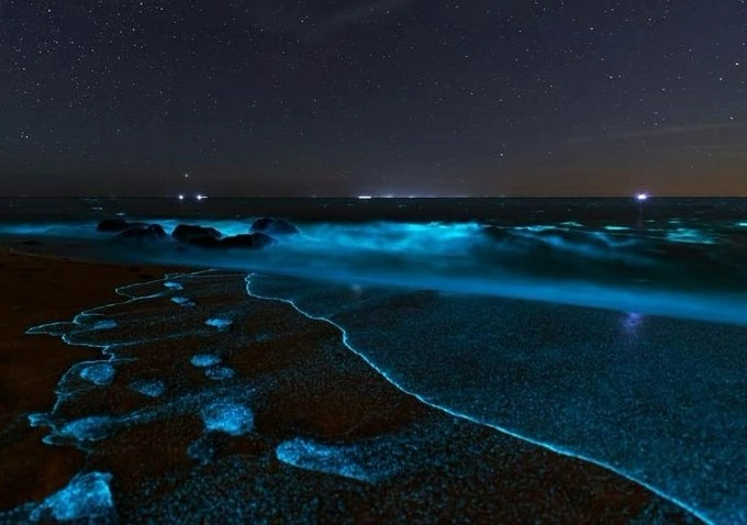 مشاهده فیتوپلانگتون ها در تور علمی کنار ساحل