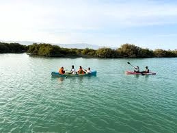 جاذبهها، جنگلهای حرا با درختان مانگرو و مسیرهای آبی پیچدرپیچ