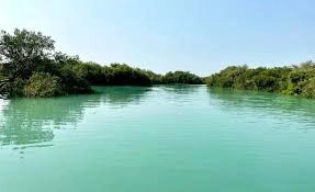 جنگل حرا سهیلی قشم در نزدیکی دهکده توریستی سهیلی