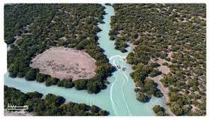 قایق سواری در جنگل حرا