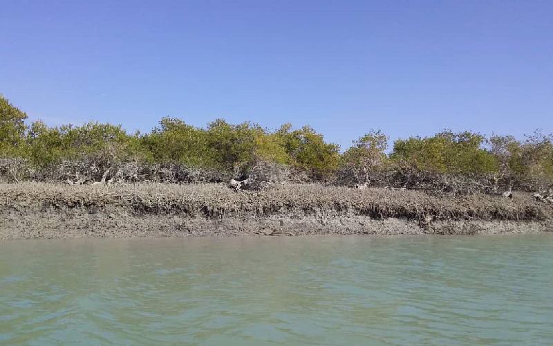 بهترین زمان بازدید جنگل حرا