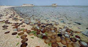 سواحل نقره ای در نور عصر