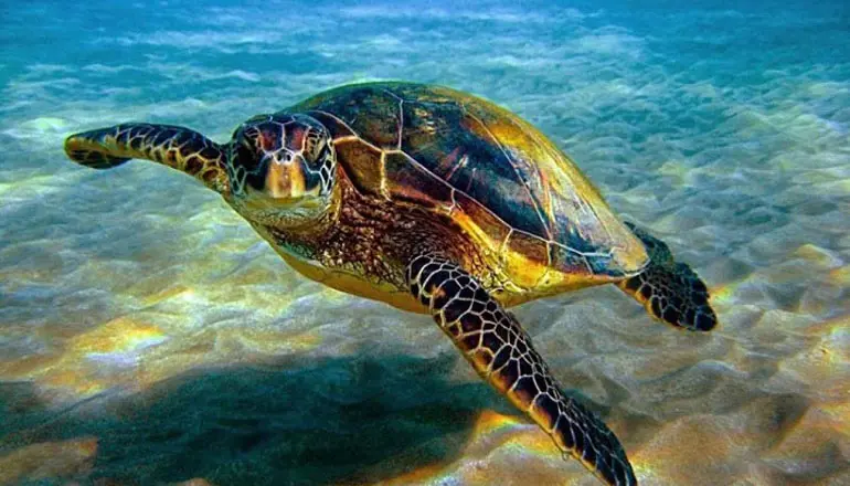 پیاده روی در ساحل روشن و تماشای پرندگان