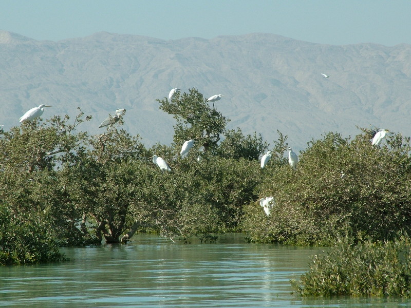 قایق سواری جنگل حرا