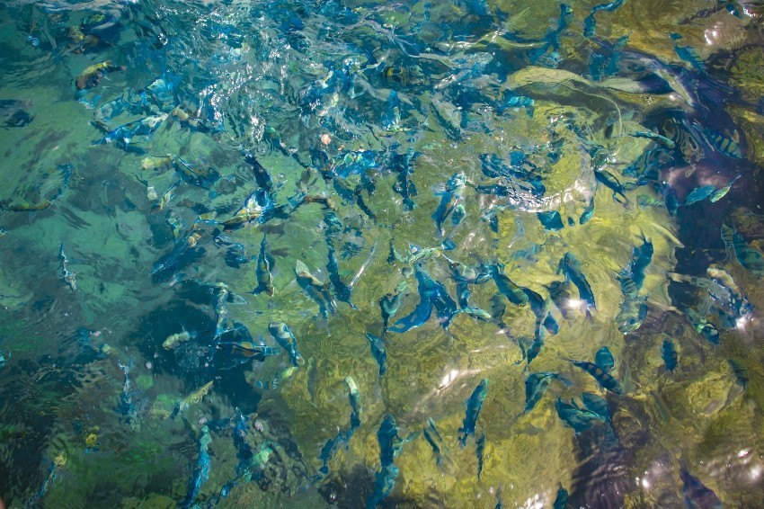 دلفین ها در اطراف جزیره هنگام