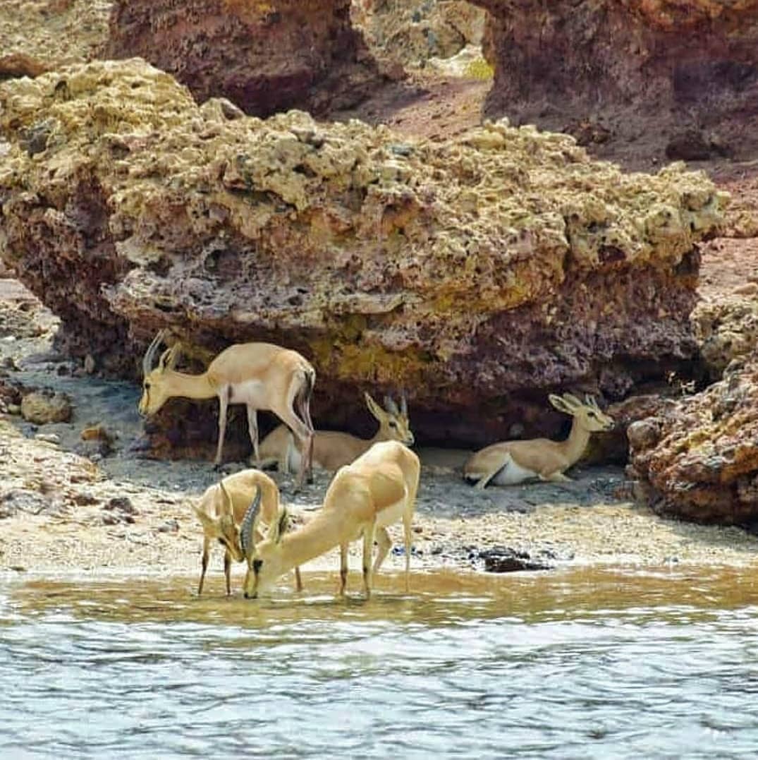 تنوع زیستی جزیره هنگام