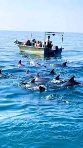 نزدیک شدن مسئولانه به گروه دلفین ها