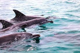 زمان مناسب برای دیدن دلفین ها در هنگام