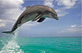 رقص الدلافين في جزيرة هنجام: مشهد طبيعي في أبهى صوره
