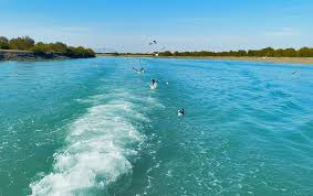 جنگل های حرا و قایق سواری صبحگاهی