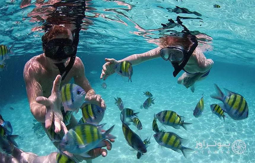 اکوسیستم زیر آب قشم