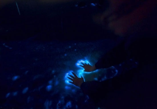 فیتوپلانکتون و پدیده بیولومینسانس در قشم