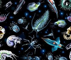 فیتوپلانکتون زیر نور کم در ساحل قشم