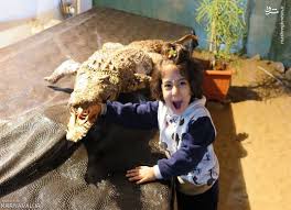 گونه های کروکودیل