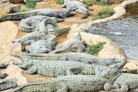 ایمنی در پارک کروکودیل