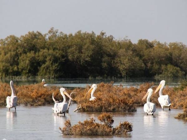 گردشگری قشم و دلفین های خلیج فارس