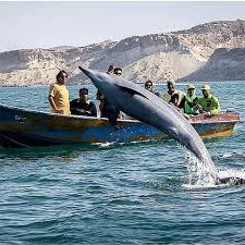 ماهیگیری همراه با دلفین ها در جزیره هنگام