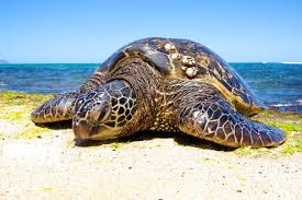 زیستگاه های لاک پشت ها در جزیره قشم