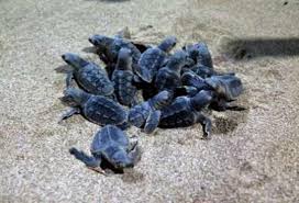 لاک پشت های دریایی قشم