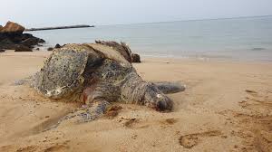 آموزش جامعه محلی و توریست ها