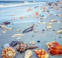 ساحل های صدف دار در جزیره قشم