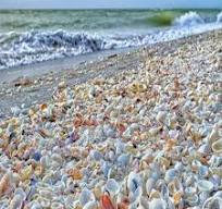 ساحل نقره ای قشم صدف های براق