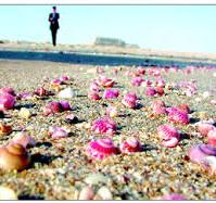 ساحل هنگام و صدف های دریایی