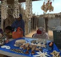 صدف های خاص در سواحل قشم