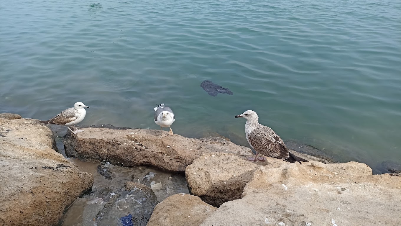 نمایی از میگو تازه و پاک شده در قشم