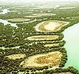 پوشش گیاهی جزیره قشم