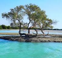 پرندگان در جنگل های حرا قشم