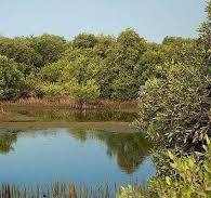 آبزیان و صخره های مرجانی قشم