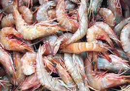 اهمیت اقتصادی صید میگو در قشم