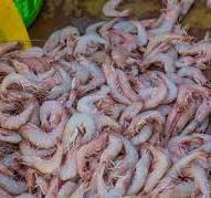 تاثیرات زیست محیطی و قوانین صید میگو