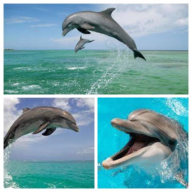 جزیره هنگام؛ ساحل آرام و هوای لطیف صبحگاهی