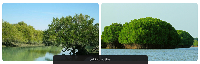 جنگل های حرا قشم