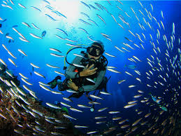 سایت غواصی پرشین گلف قشم