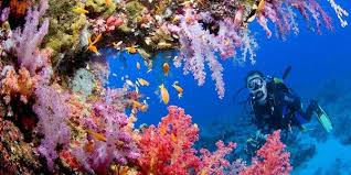 سایت غواصی ایران زمین قشم