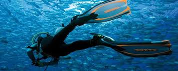 غواصی در دلفین مرجان و سایت های مشابه قشم