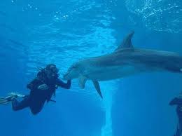 فواید غواصی در عجایب آبی قشم